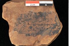 Foto (Detailsansicht) von Quercus palaeoilex Ettingshausen (NHMW-GEO-2024-0188-0907)